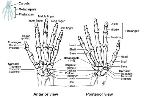 Bones Of The Upper Limb Anatomy And Physiology I Course Hero