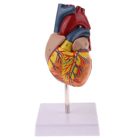 Buy B Blesiya 1 1 Life Size Human Heart Model Anatomy Heart Model
