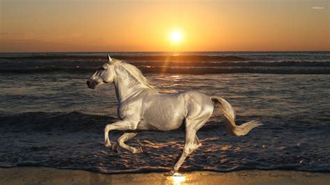 White Horse Running On The Beach Wallpaper Animal Wallpapers 54189