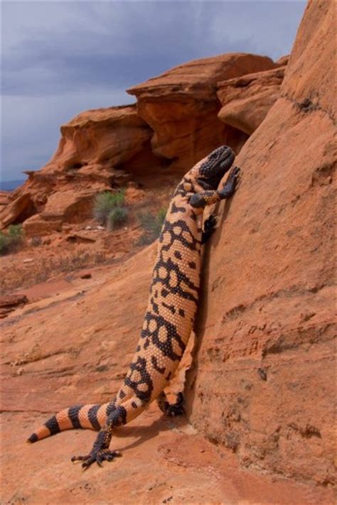 Aquí nos referiremos a ciertos ejemplos y características de los animales del desierto, pero de desiertos calientes, toda vez que en los polares son muy escasos, así que los dejaremos para otra ocasión. Fotos e imagenes de animales del desierto para imprimir ...