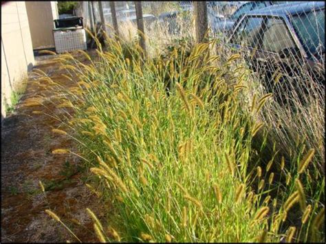 Farmers Urged To Watch For Yellow Bristle Grass Scoop News
