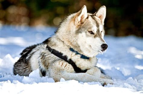 Siberian Husky Dog Laying In Snow Stock Photo Image Of Winter Animal