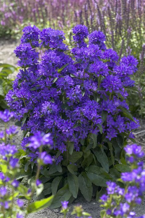 Butterflies flock to the perennial flowers on this plant! Clustered Bellflower Campanula glomerata: hardy perennial ...