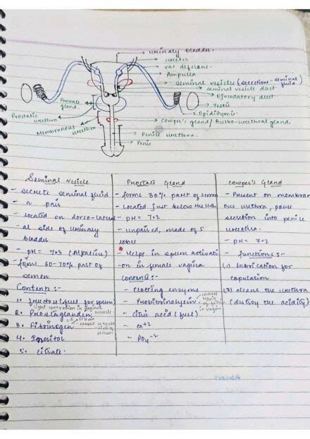 Chapter 3 Human Reproduction Class 12 Biology Notes For Cbse Board And