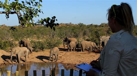 Africas Big 5 And Wilderness Conservation In Botswana Projects Abroad