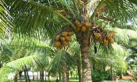Coconut Plants The Indian Nursery Hooghly West Bengal