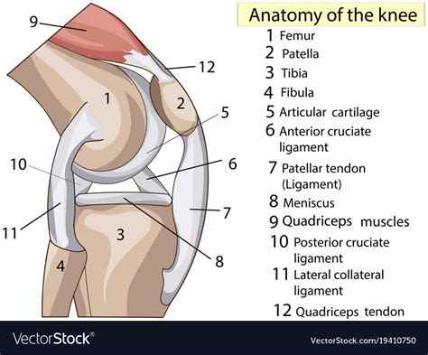 Anatomy Subscribe Structure Knee Joint Royalty Free Vector
