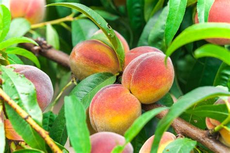 Fresh Organic Ripe Peach Tree With Green Leaves On Branch Stock Photo