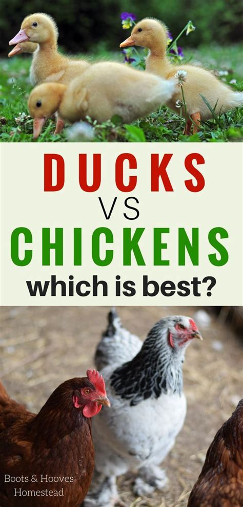 What is a duck's favorite sea monster? Ducks VS Chickens - What are the differences? (With images ...