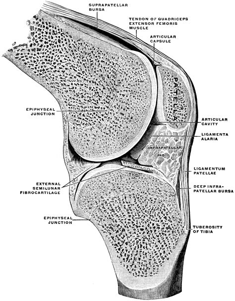 Sagittal Section Through Knee Joint Clipart Etc
