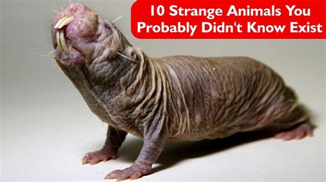 10 Strange Animals You Probably Didnt Know Exist Part I Youtube