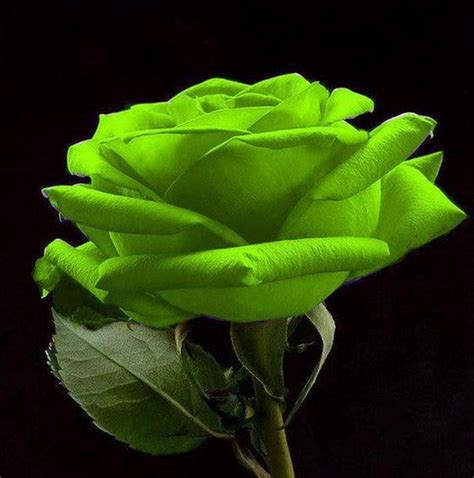 Rose Verte Cest Du Jamais Vu Fraicheur De Roses Et De Fleurs
