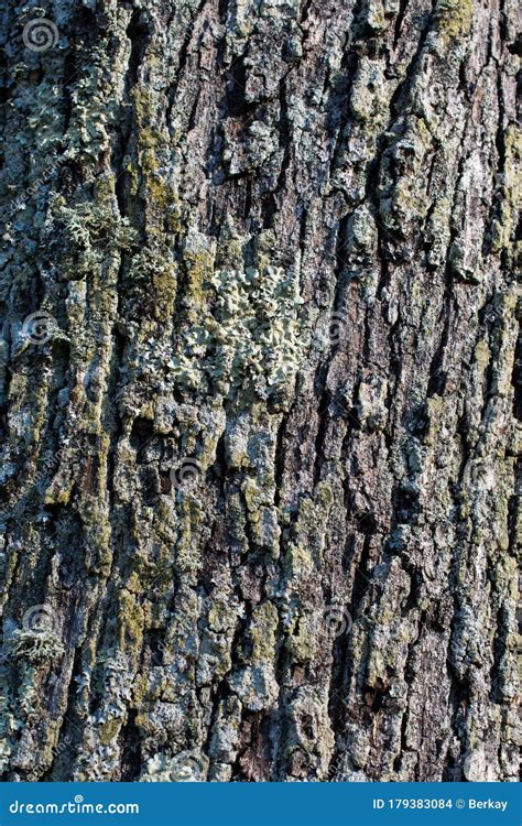 Close Up Tree Bark Texture As A Background Stock Photo Image Of