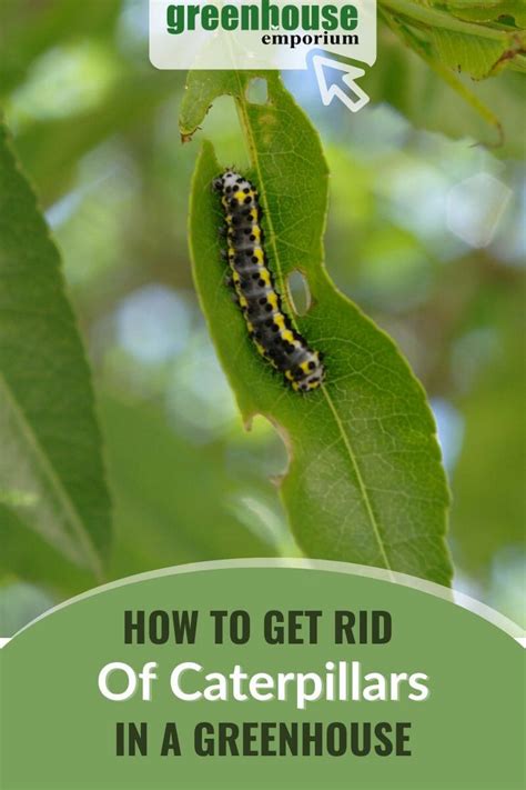 How To Get Rid Of Caterpillars In A Greenhouse Greenhouse Emporium