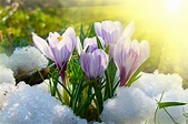 Why Snow is Good for Spring Bulbs - Longfield Gardens