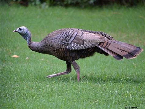 Wild Turkey