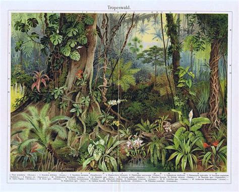 Antique Print Jungle Tropical Forest 1895 Etsy Jungle Wall Mural