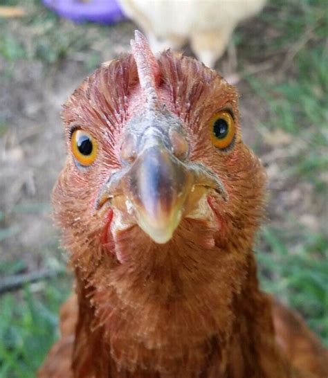 Rhode Island Red Chicken Close Up And Personal Chickens Backyard