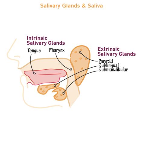 Physiology Glossary Salivary Gland Physiology Draw It To Know It