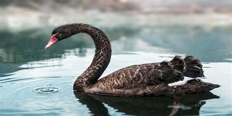 Has The Black Swan Landed The Corner