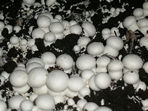 White Button Mushroom Agaricus Bisporus Mycelium Spawn Dried Seeds