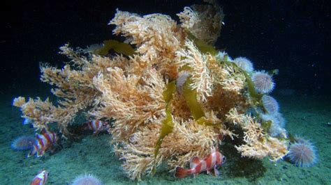 Deep Sea Coral Habitat Noaa Fisheries