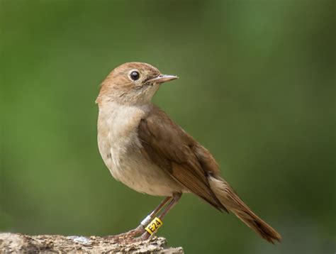 Common Nightingale By Darryl Gorman Birdguides