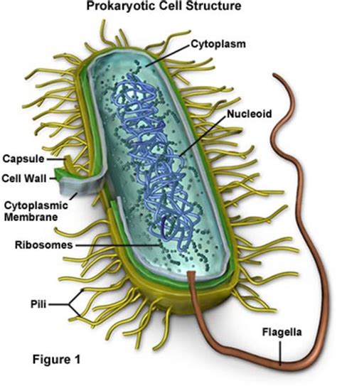 Bacterial Intracellular Structures That Give Bacteriaprokaryotes An