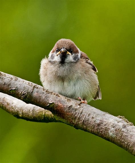Cute Baby Tree Sparrow Fledgling A Young Tree Sparrow Flickr