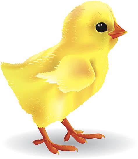 Clip Art Of Baby Chick Illustrations Royalty Free Vector Graphics