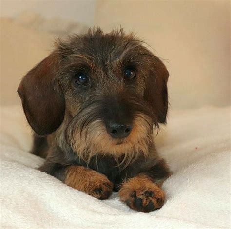 Dachshund Wirehaired