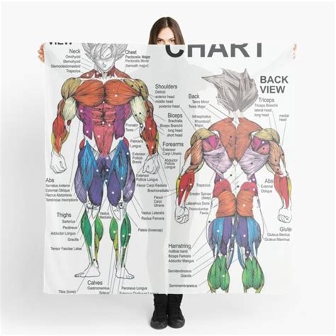 Anatomy Chart Of Muscle Muscular System Human Chart Muscle Anatomy