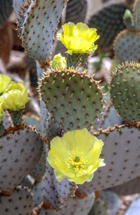 If the download didn't start automatically, click here. Get Free Stock Photos of Prickly Pear Cactus Online ...