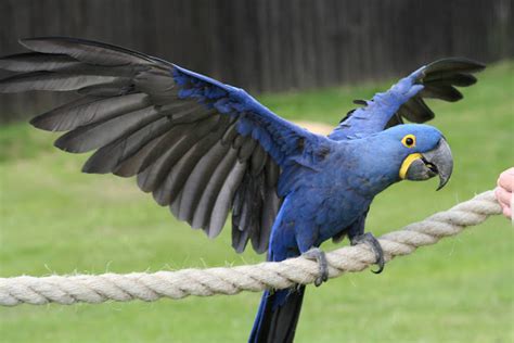 Bird In Everything Blue Macaw Birds