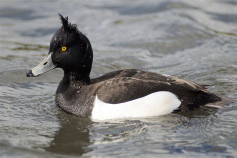 Preerambo finally made their premiere and i already want a prequel explaining their backstory like together with me lmao. Tufted Duck - BirdWatch Ireland