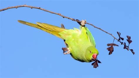 Bbc Earth These Small Birds Are Common In London But