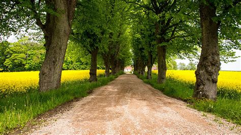 Sand Path Between Green Grass Trees Field Nature Hd Wallpaper Peakpx