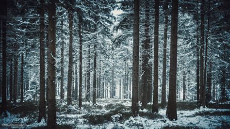 Free Photo Winter Forest Year Snowy Ray Free Download Jooinn