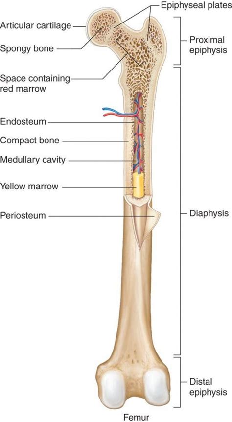 Learn vocabulary, terms, and more with flashcards, games, and other study tools. Drag The Labels To Identify The Structures Of A Long Bone ...