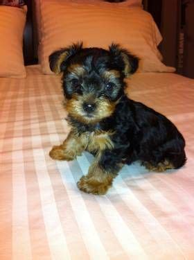 Maybe you would like to learn more about one of these? 7 Week Old Purebred Yorkshire (Yorkie) Puppy For Sale | For our Family...Someday... | Pinterest ...