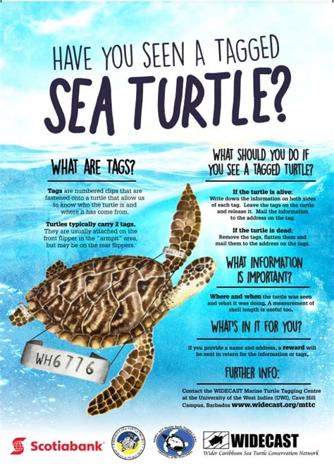 Did You Know Widecast Wider Caribbean Sea Turtle Conservation Network