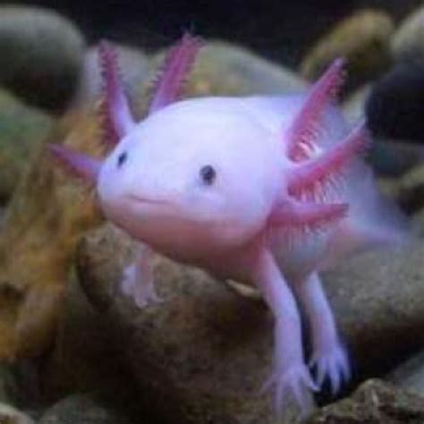 Amazing Pink Fish Cute Endangered Animals Weird Sea Creatures Weird