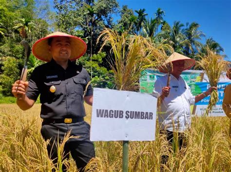 Sumbar Targetkan Produksi Juta Ton Padi