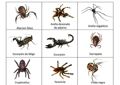 En este grupo se incluyen a los anélidos, como las lombrices de tierra, a los anfibios como los sapos, ranas y salamandras y algunos. animales invertebrados, grupos y ejemplos - Buscar con Google | Aracnidos, Animales ...