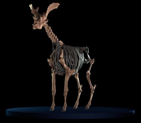 Prehistoric Cousin Of Modern Day Giraffe Brought Digitally Back To Life