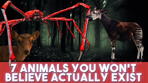 7 Animals You Wont Believe Actually Exist Youtube