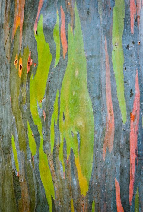 Horizontal Rainbow Eucalyptus Tree Bark Stock Image Image Of Rare
