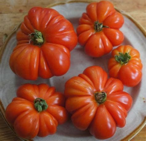 Tomatoes World Tomato Society Tomato Buy Seeds Red Fruit