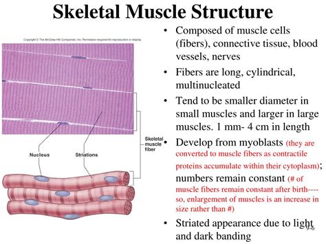 DIAGRAM Labelled Diagram Of Skeletal Muscle Tissue MYDIAGRAM ONLINE