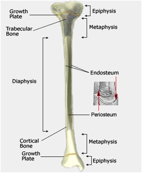 They consist of several areas the epiphyseal growth plate lies at the interface between the shaft and the epiphysis and is the region in which cartilage proliferates to cause the elongation of the bone. Long Bone Diagram Growth Plate : Bone at Oregon Institute ...